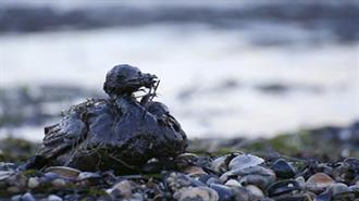 Over 170 Oil Spills Detected in Bulgarian Black Sea Waters over Past Year